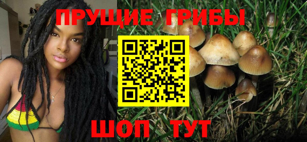 Псилоцибиновые грибы Cubensis Можайск